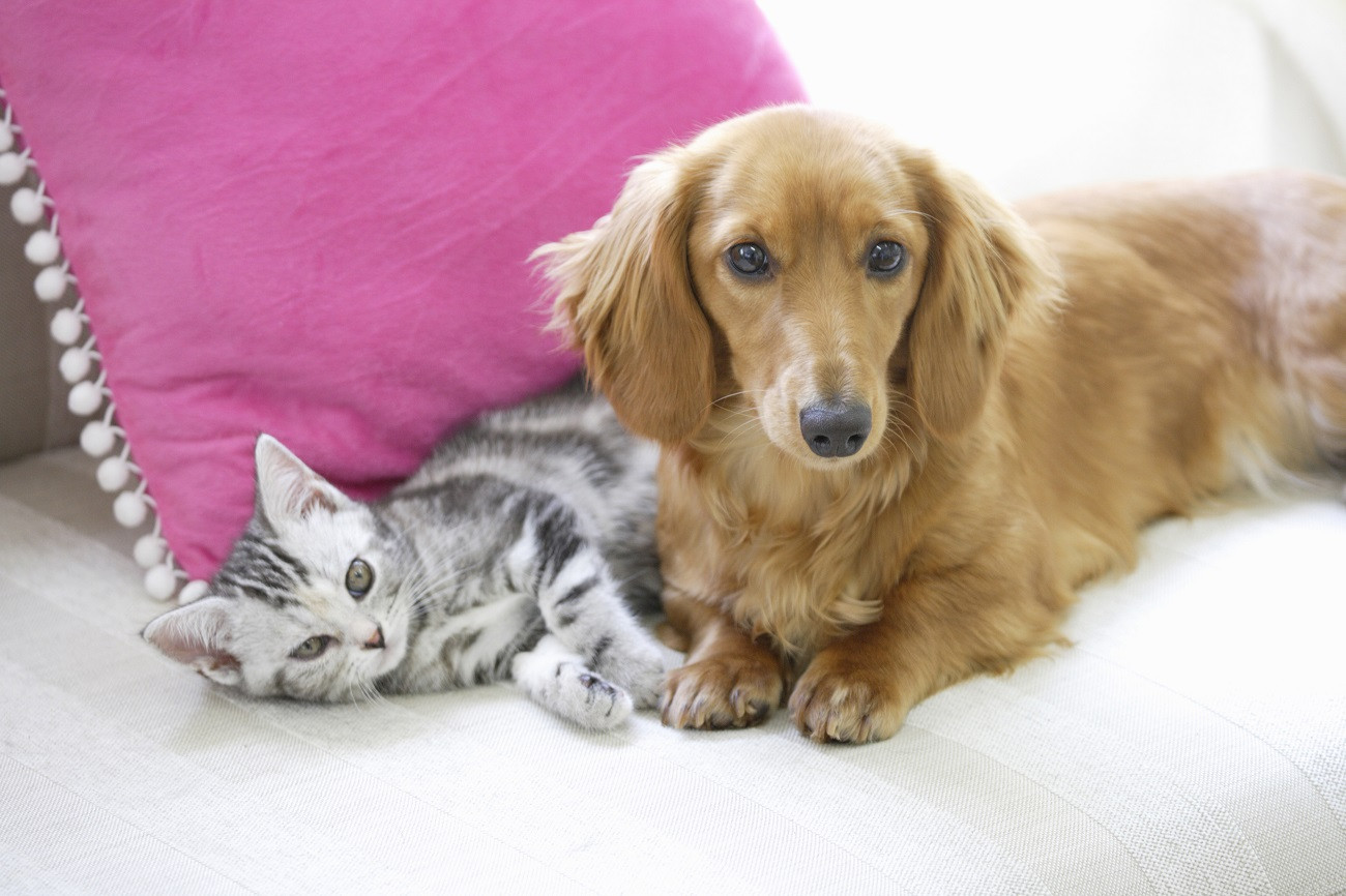 リトル・エンジェル